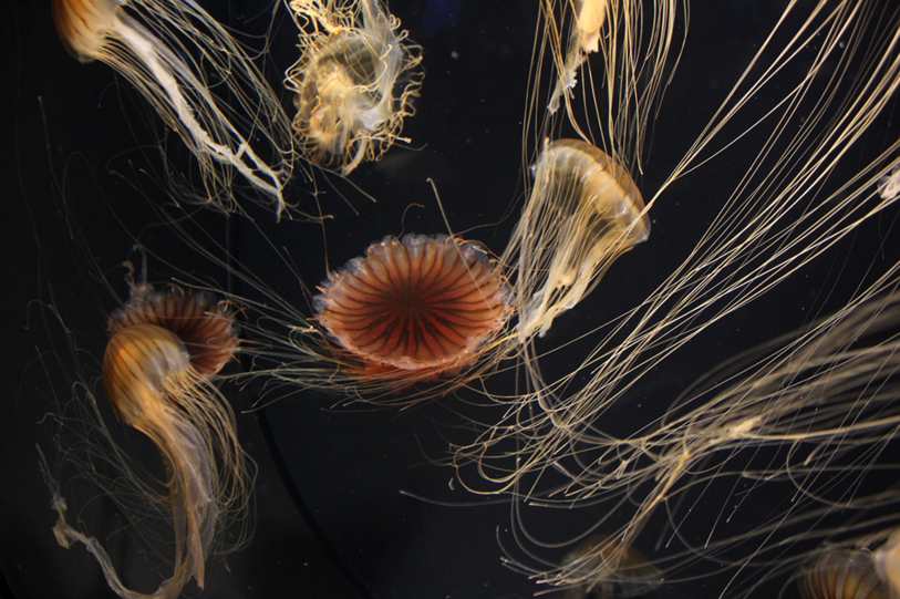 Imagem do Óculos De Sol Marsala