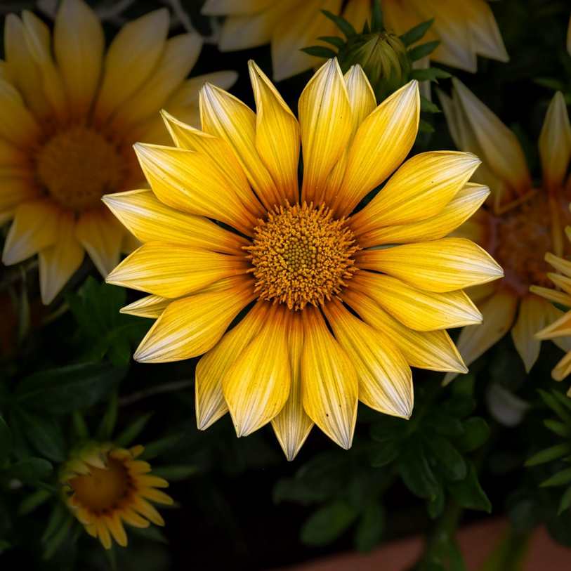 Imagem do Óculos De Sol Bréscia
